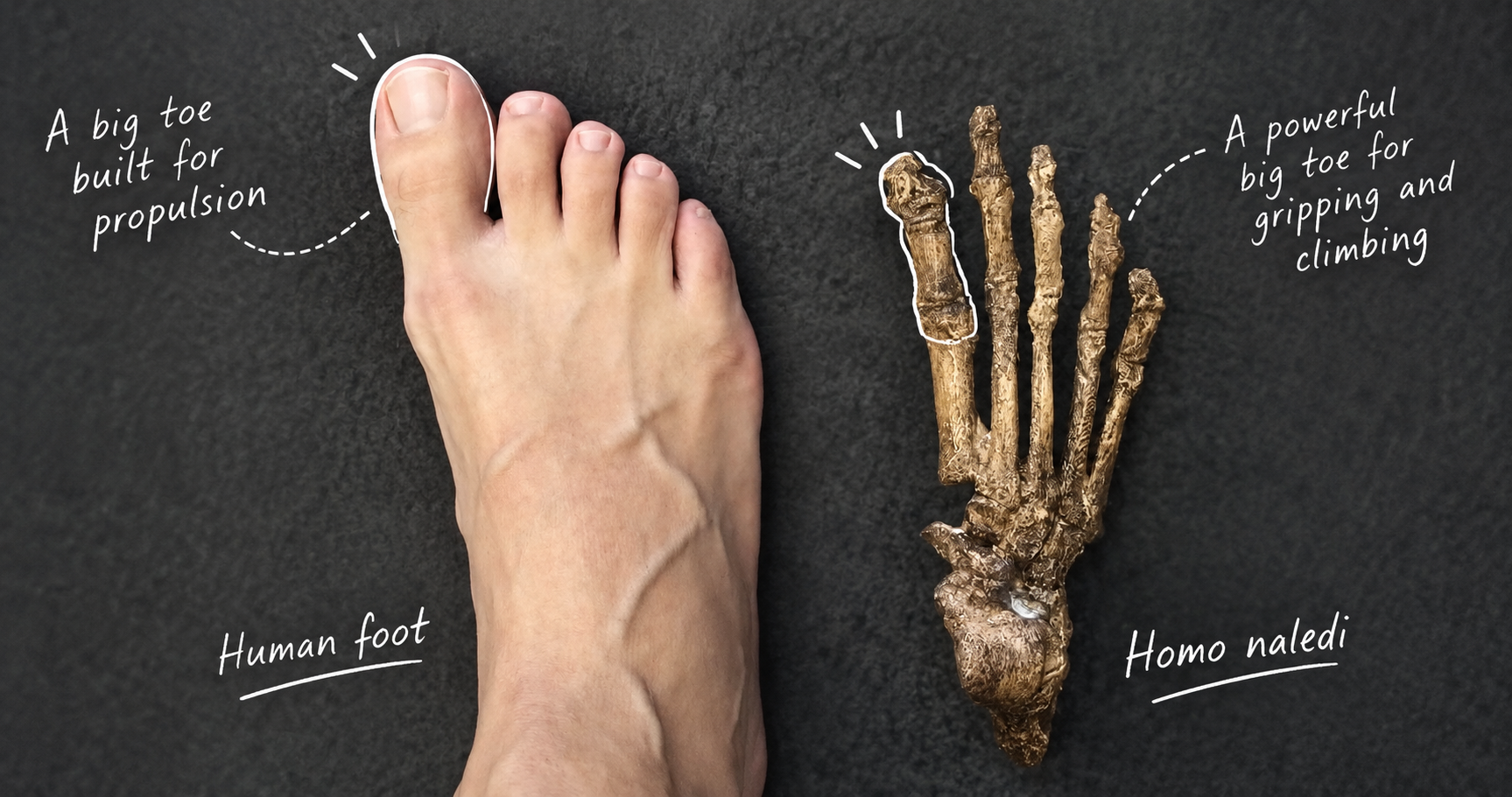 A side-by-side comparison on a dark background showing a modern "Human foot" on the left and a fossilized "Homo naledi" foot skeleton on the right. The human big toe is outlined with text reading "A big toe built for propulsion," while the Homo naledi big toe is outlined with text reading "A powerful big toe for gripping and climbing".