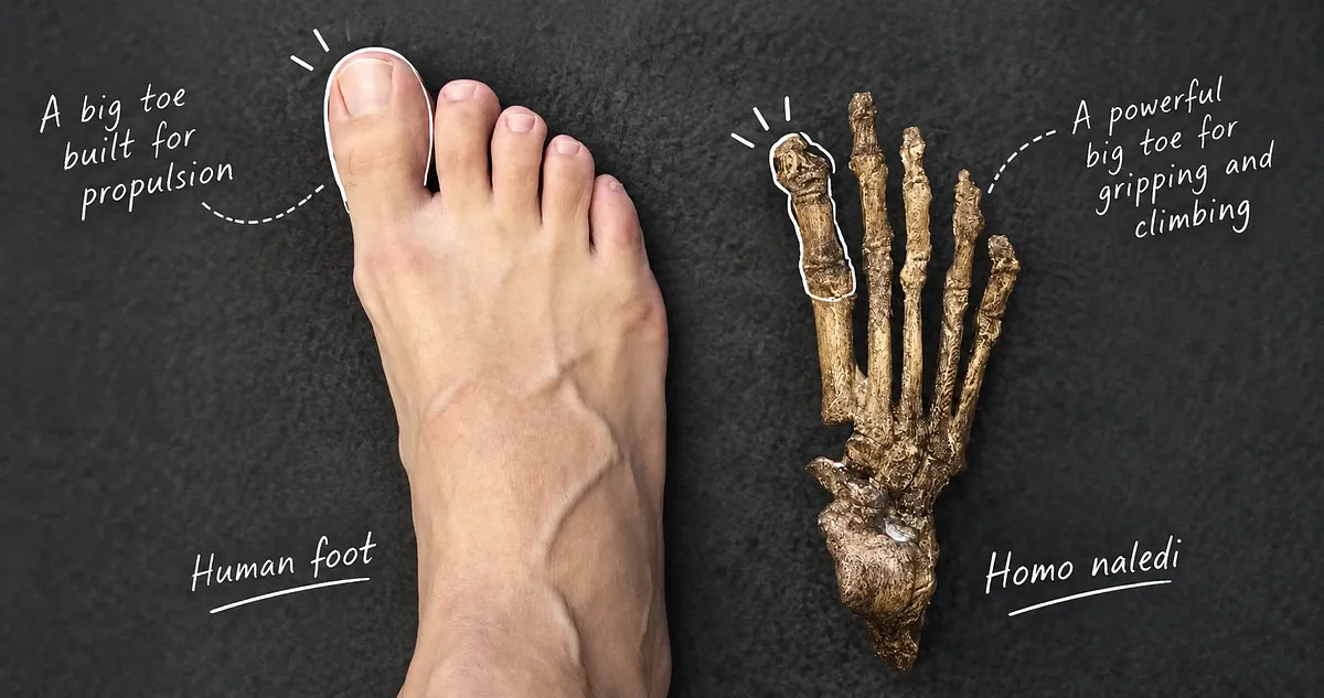 Why the Big Toe Matters: How Evolution Shaped the Human Foot for Walking and Running